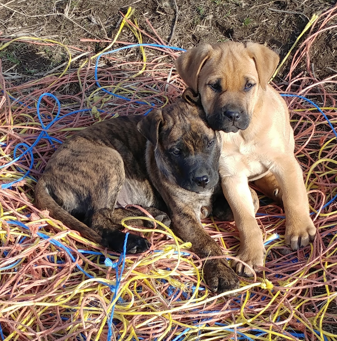 Pets For Adoption At Second Chance Pet Rescue In Coeur D Alene Id Petfinder