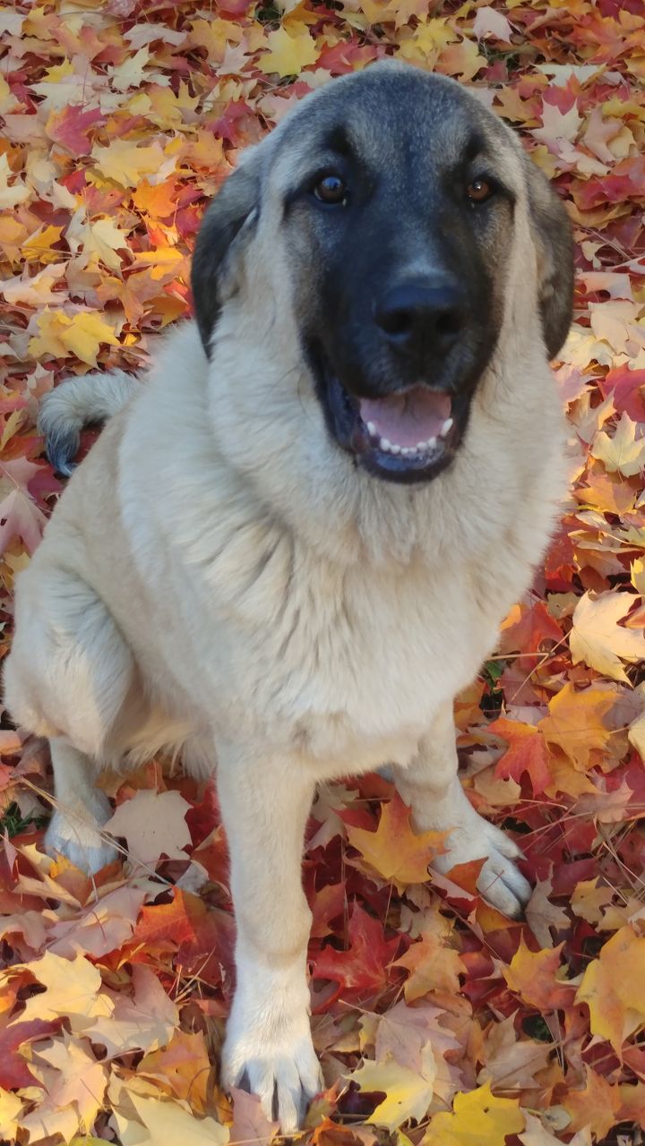 Anatolian Shepherd