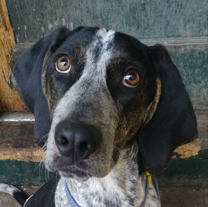 Bluetick Coonhound