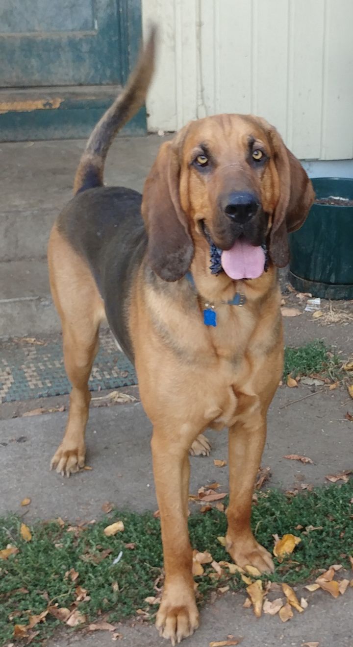 Bloodhound