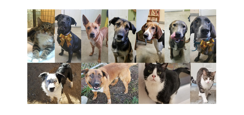 Pets For Adoption At Second Chance Animal Adoption In Bonners Ferry Id Petfinder