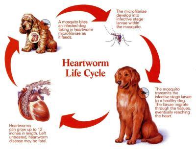 Fact: Heart Worms KILL