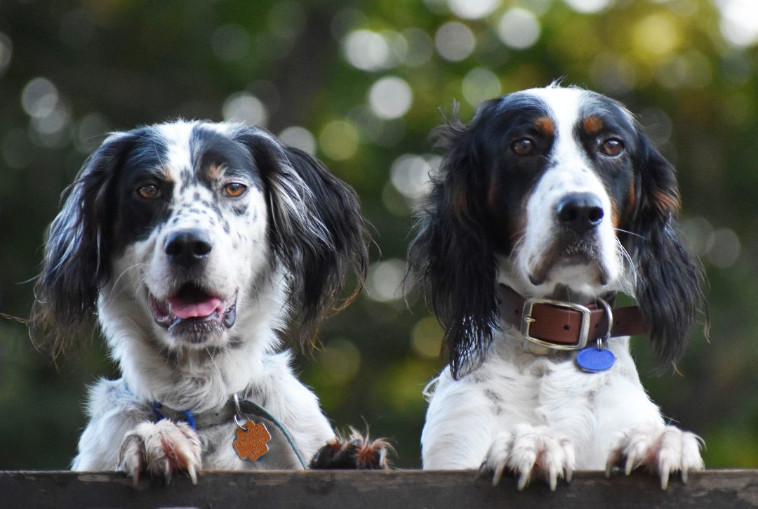 Illinois Birddog Rescue, Inc