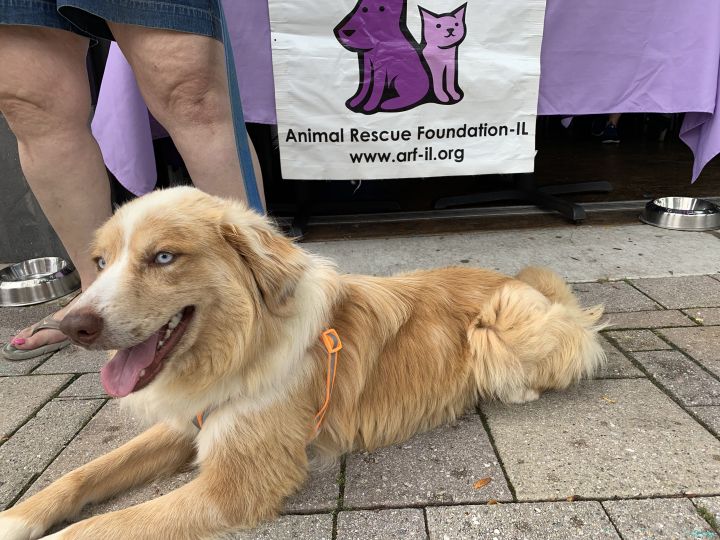 Wheaton PetSmart Adoption Center - A.R.F.-Animal Rescue Foundation