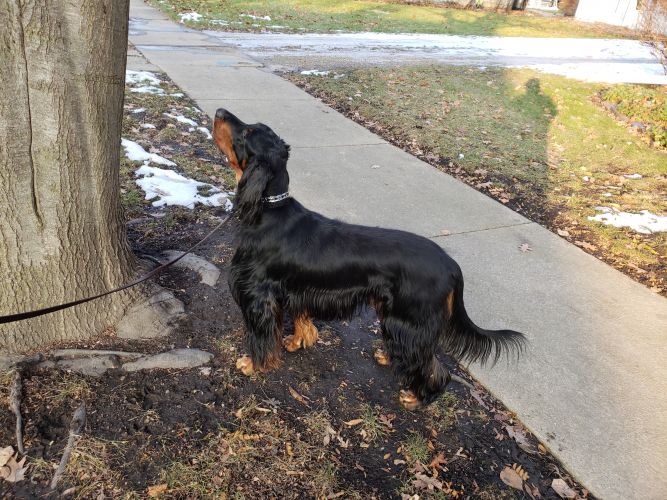 Gordon Setter Club of America National Rescue