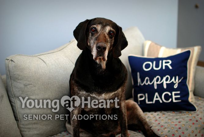 Young At Heart - Senior Pet Adoptions
