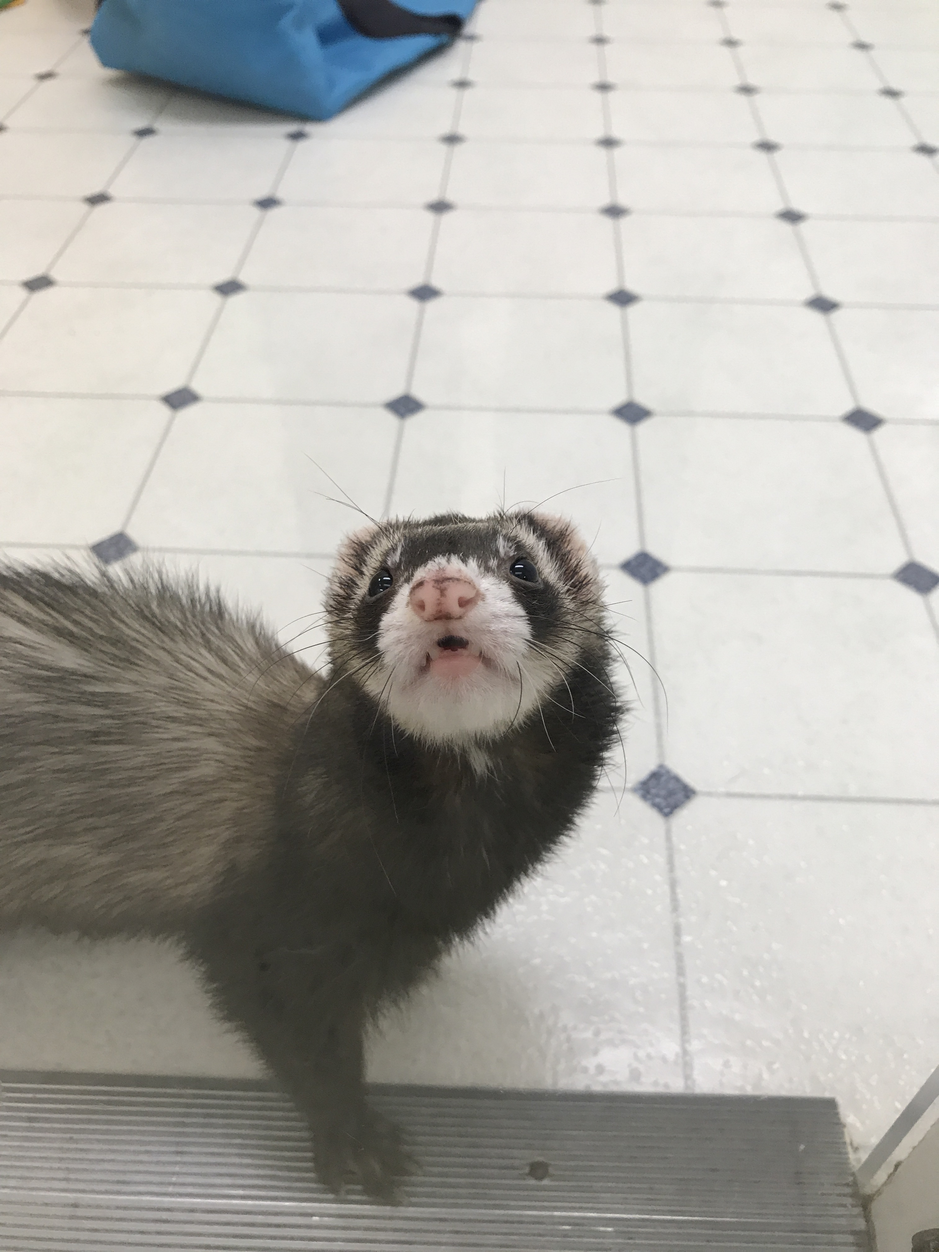 Pets for Adoption at Greater Chicago Ferret Association, in Lyons, IL