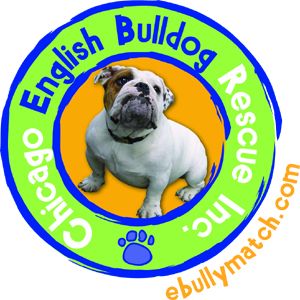Pets For Adoption At Chicago English Bulldog Rescue In Park Ridge Il Petfinder