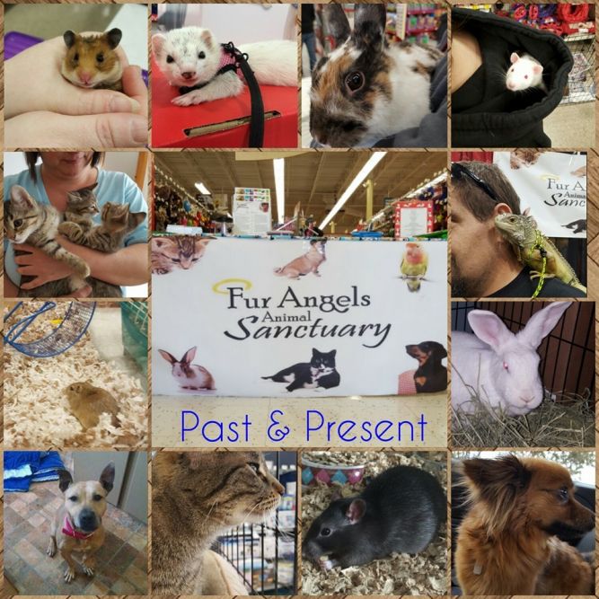 Fur Angels Animal Sanctuary
