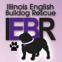 Illinois English Bulldog Rescue