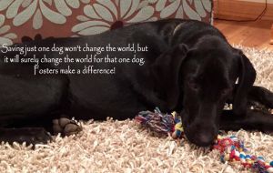 Angels On Wheels Animal Rescue NFP