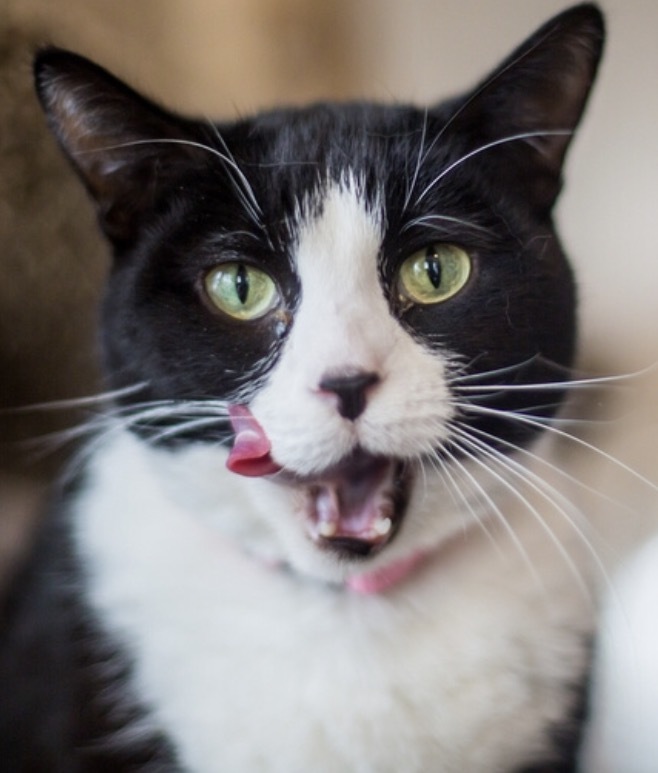 Crème de la Crème Animal Foundation