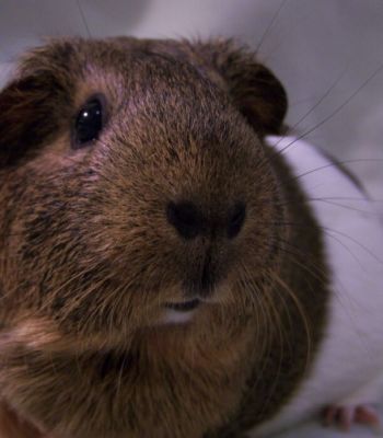 Who doesn't love guinea pig noses?