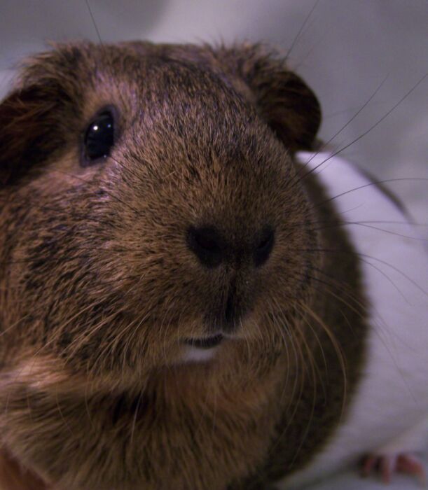 Who doesn't love guinea pig noses?