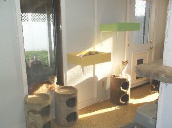 Lobby Community Cat Room