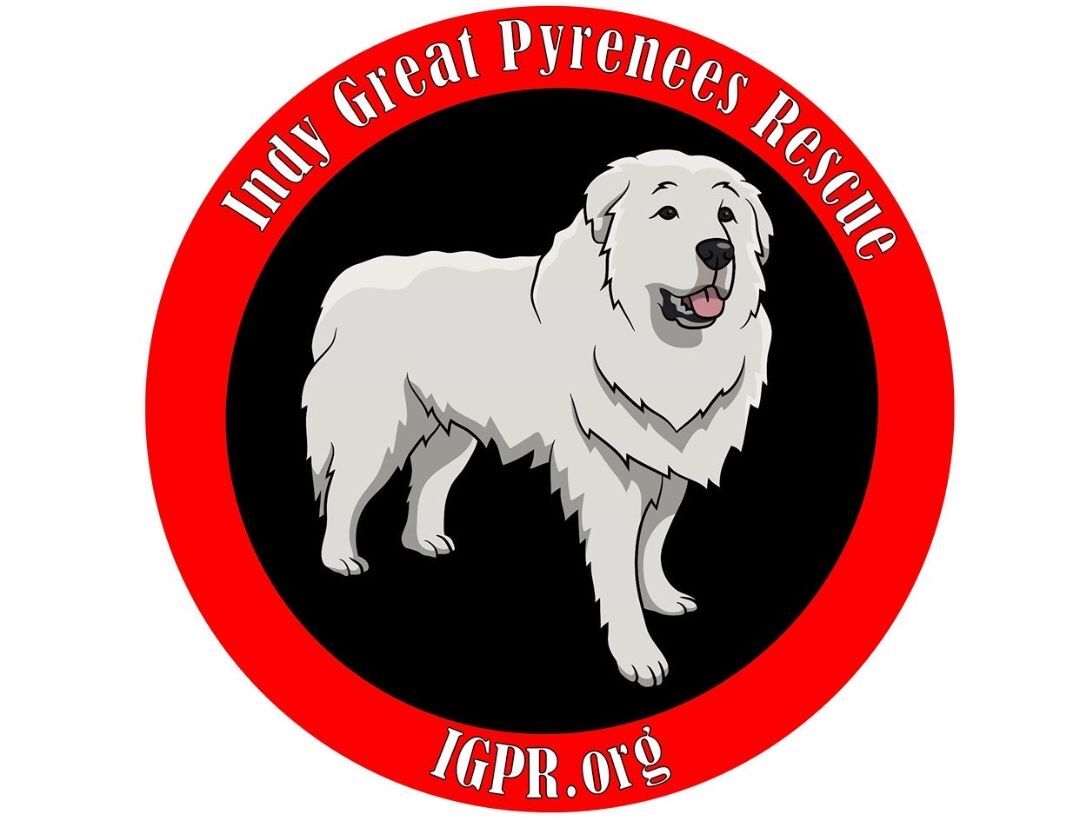 Indy Great Pyrenees Rescue