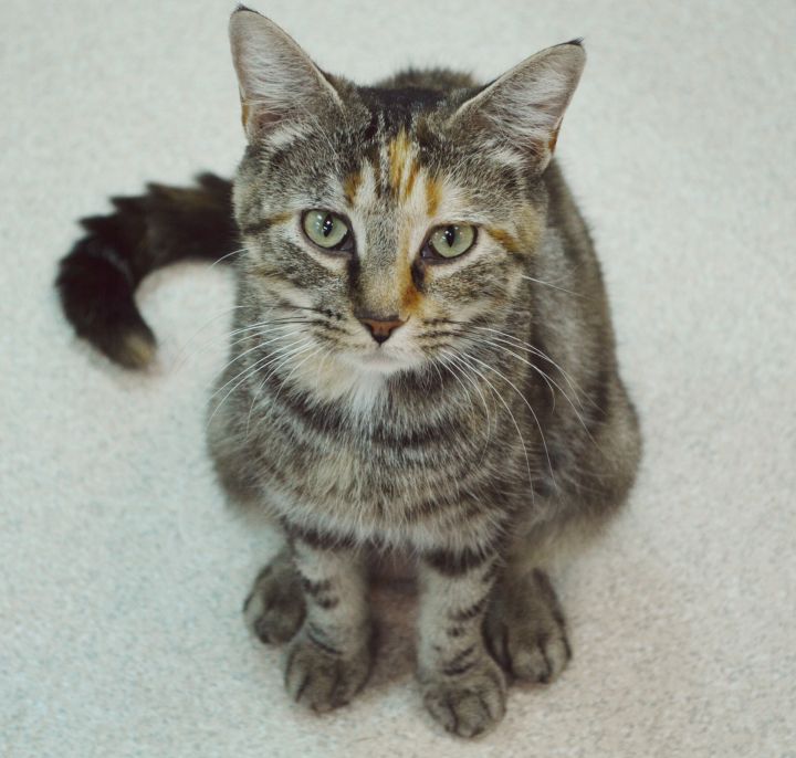 We shelter almost 2,000 cats each year.