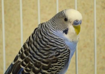 VHS accepts any type of domestic pet.