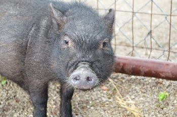 The VHS accepts any type of domestic pet.