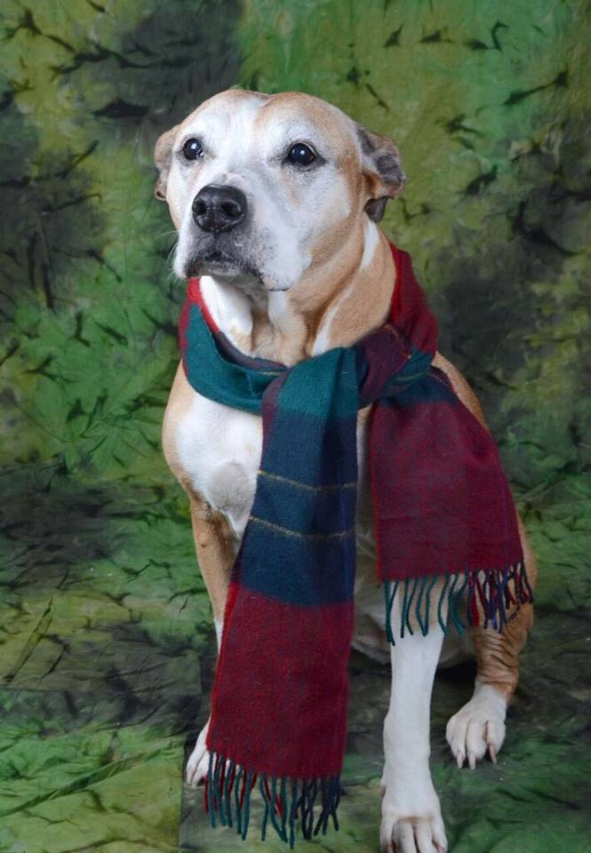 Pets for Adoption at Jeffersonville Animal Shelter, in Jeffersonville