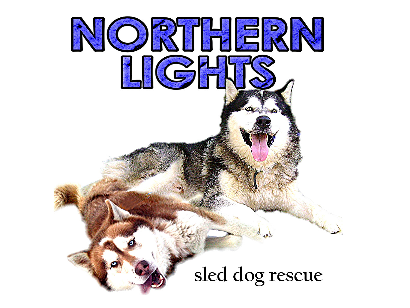 Norsled best sale husky rescue