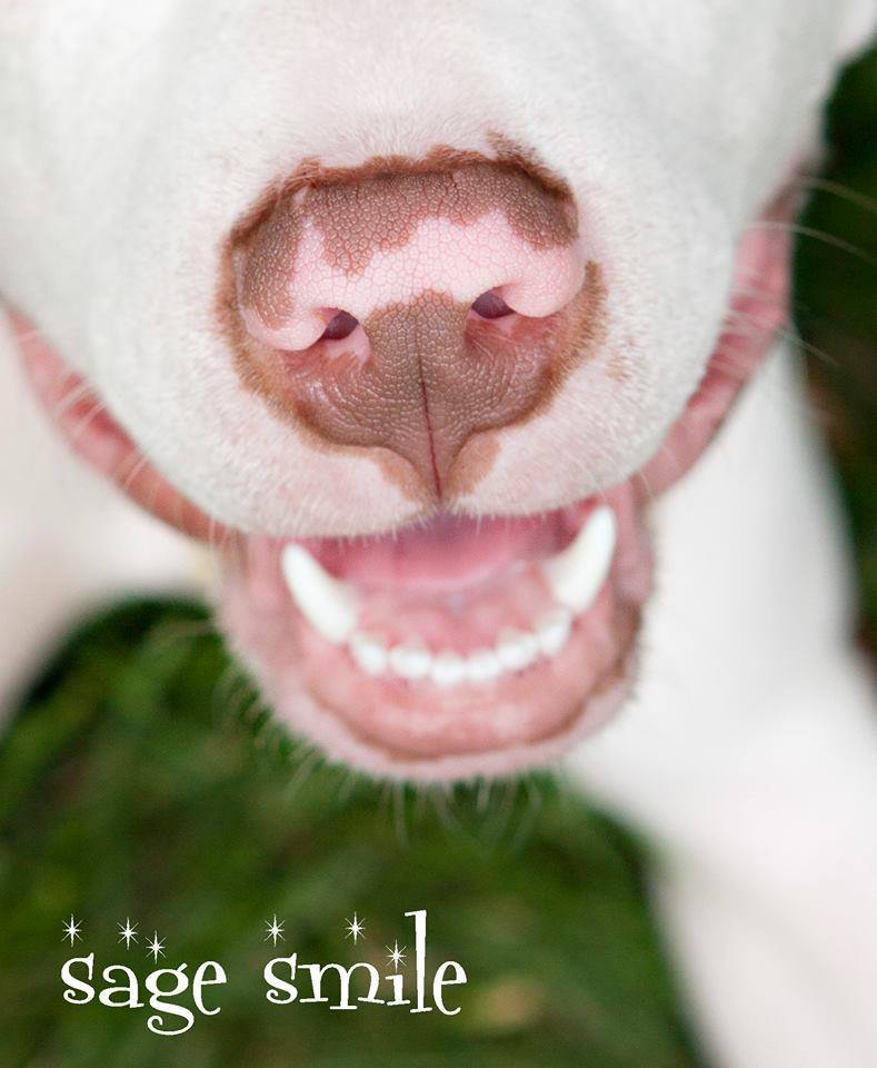 LUV A DOG RESCUE