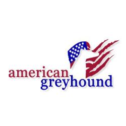 American Greyhound