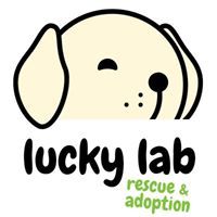 Lucky Lab Rescue and Adoption