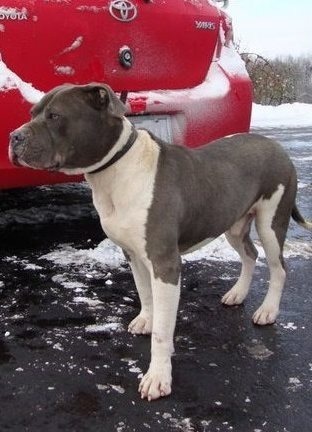 Bruno Pitbull of Southern IN Rescue Effort