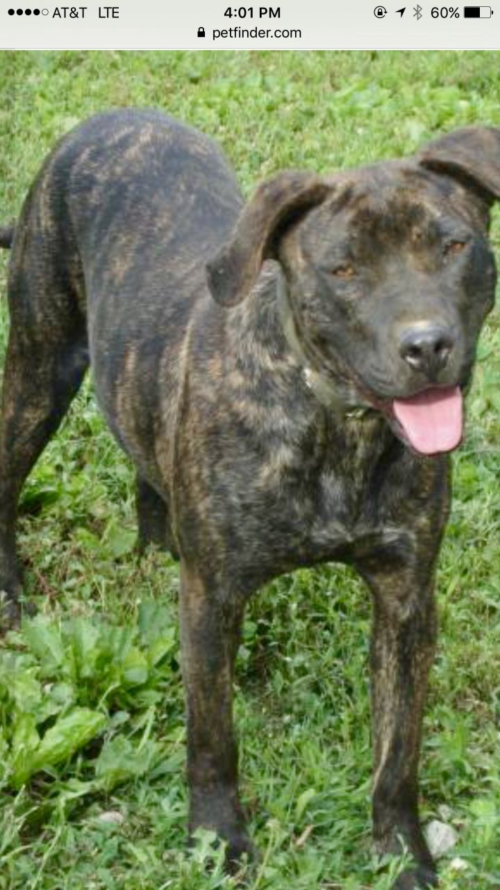 Maya of Southern IN Rescue Effort