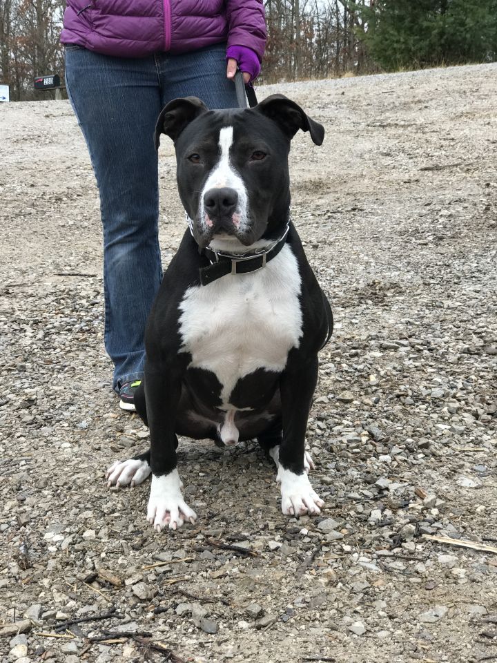 Hayden of Southern IN Rescue Effort