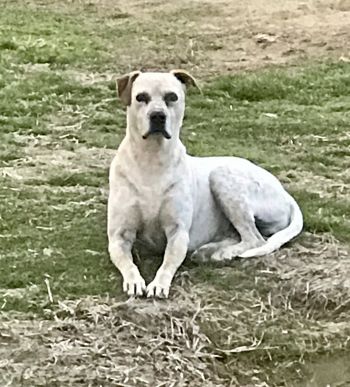 Our mascot, Stevens!