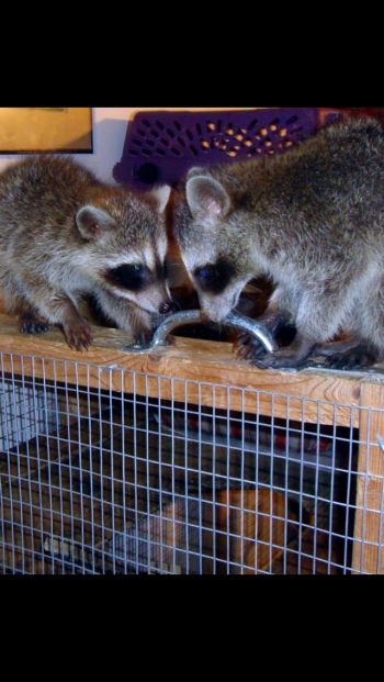 Wildlife Rehab Supporters