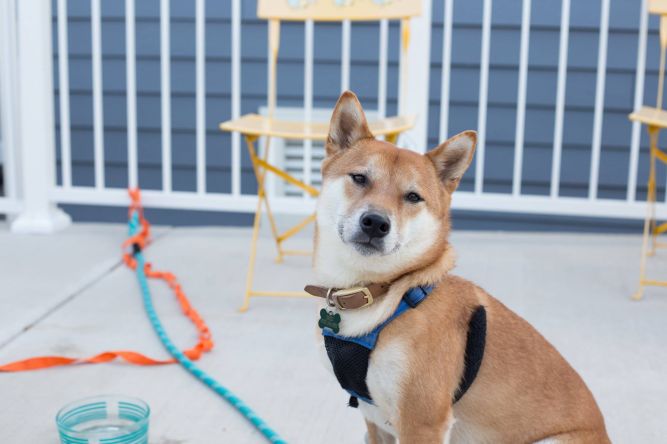 Americas Basenji and Shiba Inu Rescue Inc.