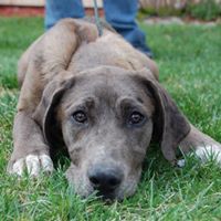 Great Dane Puppy - Adopted !