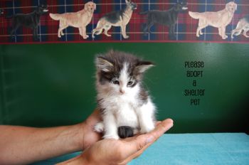 Kitten - Adopted !