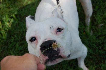 Pit Bull Terrier - Adopted !