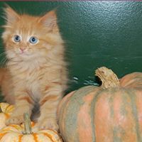 Kitten - Adopted !
