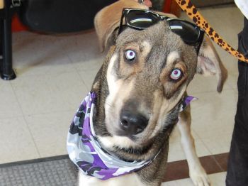 Pets For Adoption At Starke County Humane Society In North Judson In Petfinder