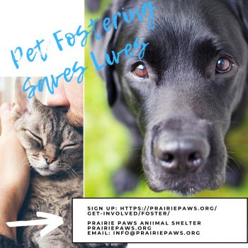 Pet Fostering Saves Lives!