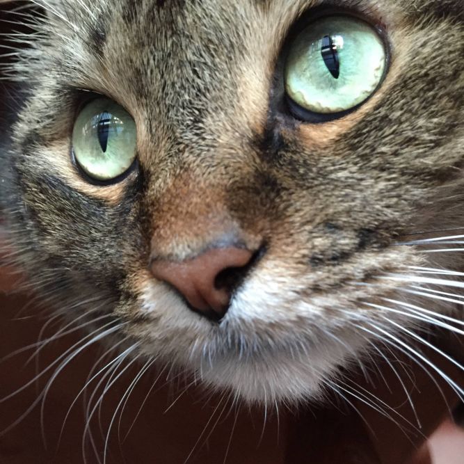 Shamrock Pet Foundation Inc.