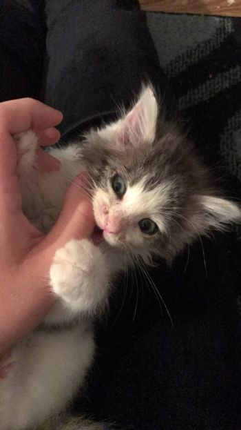 Tiny Nala- foster kitten