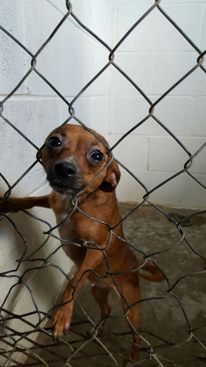 Shelter chihuahua