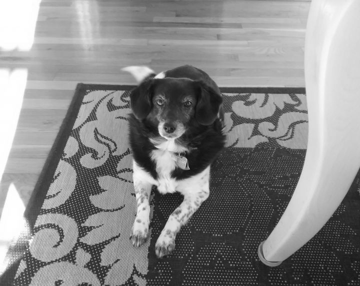 Sweet Pea long adopted!