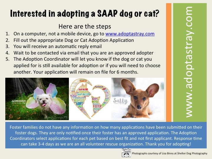 Steps to Adopt an Animal