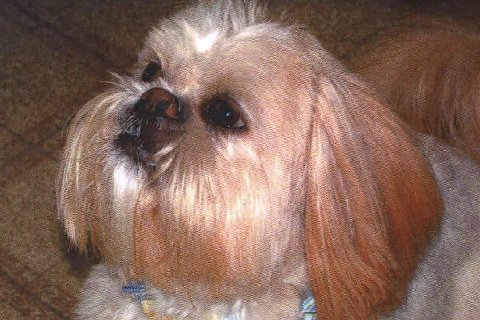 Bluegrass Shih Tzu Rescue Inc.