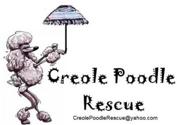 Creole sales poodle rescue