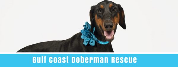Gulf Coast Doberman Rescue, Inc.