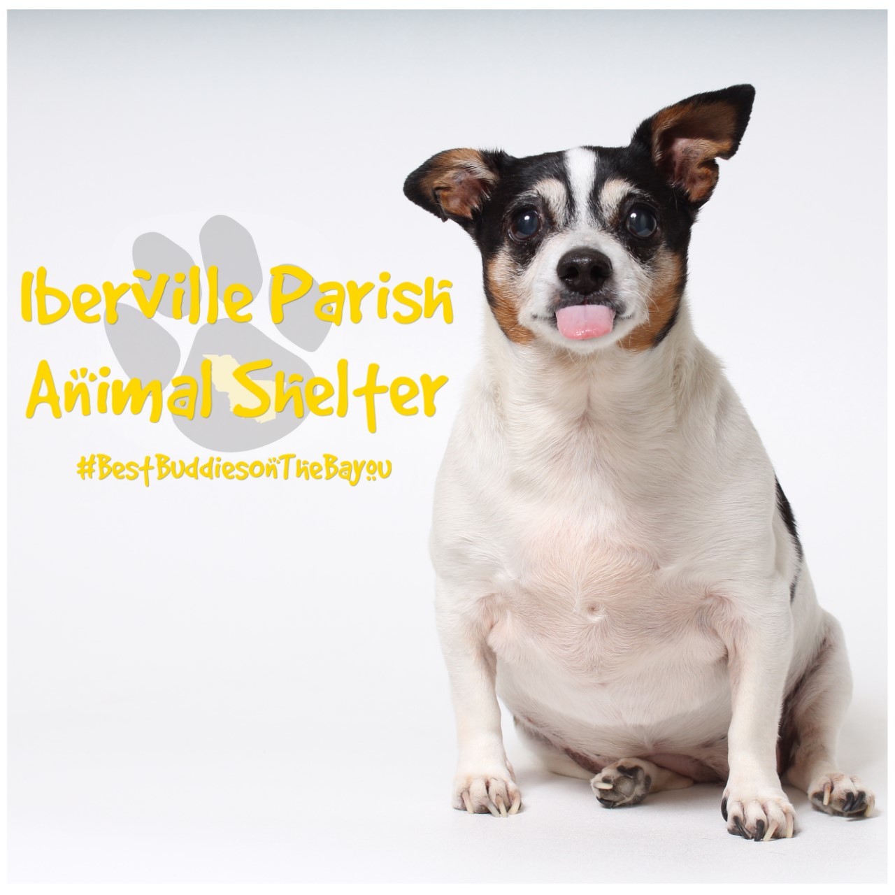 Iberville Parish Animal Shelter