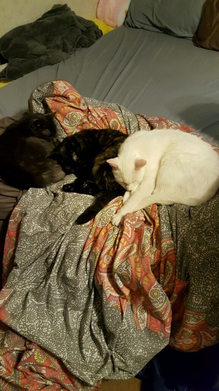 Gabrielle adopted-lounging with her kitty family!